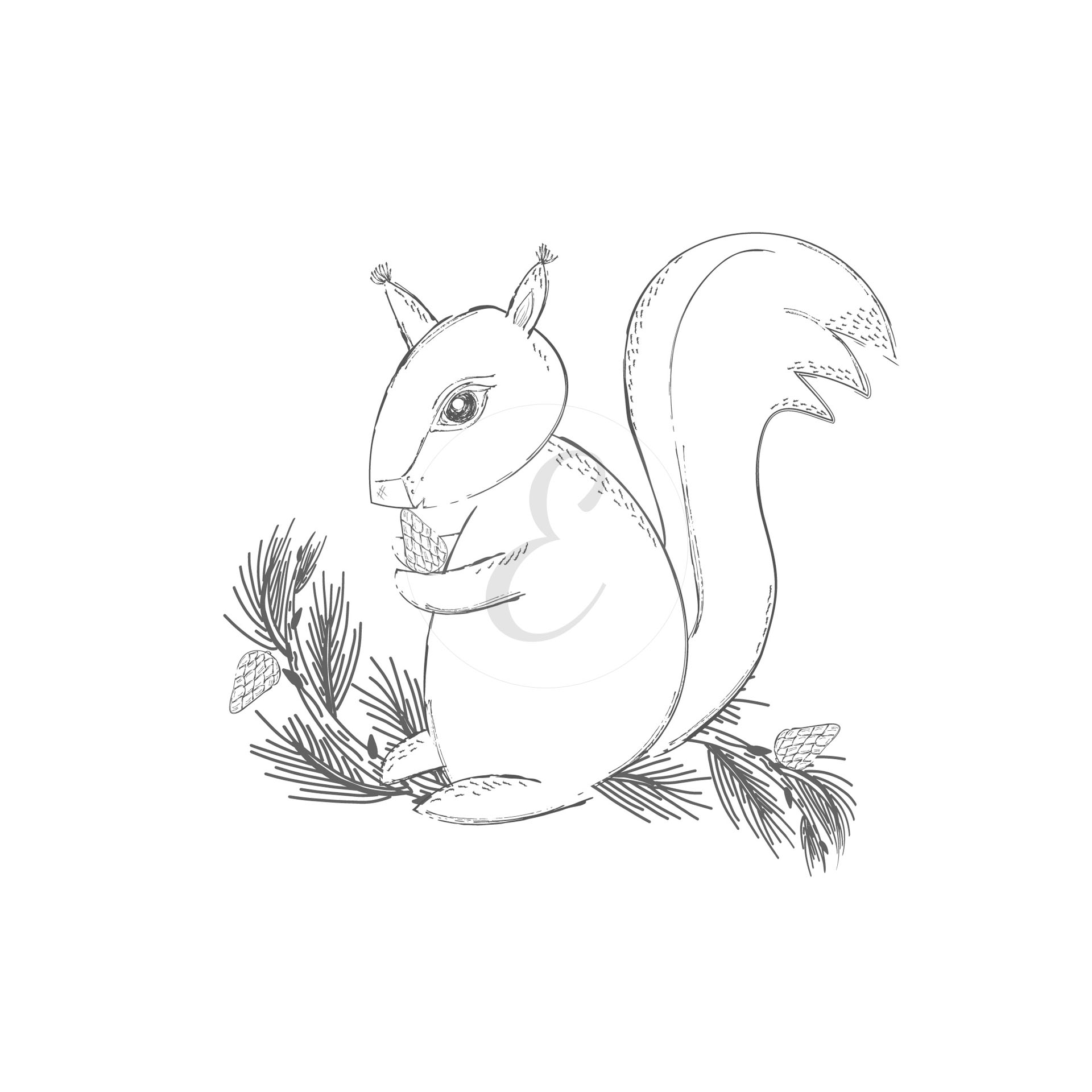 Squirrel drawing